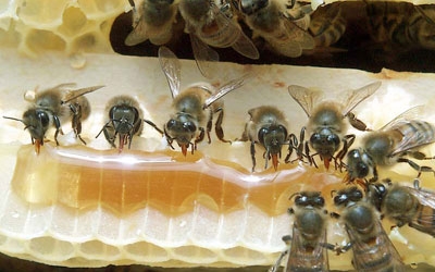 Prijave za sudjelovanje u projektu “Zaštitimo pčele, spasimo ekosistem” do 28. siječnja